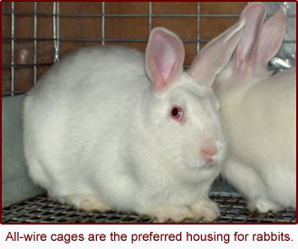 all-wire cages are the recommended housing for domestic rabbits.