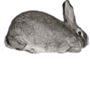 Giant Chinchilla Rabbit Association