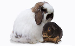 Holland Lop and American Cavy