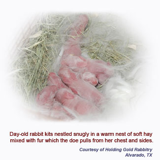 Day-old rabbit kits nestled snuggly in their warm nest made of soft hay and fur the doe pulls from her chest and sides.