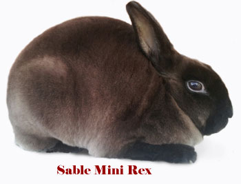 Sable Mini Rex